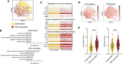 An IRF1-IRF4 Toggle-Switch Controls Tolerogenic and Immunogenic Transcriptional Programming in Human Langerhans Cells